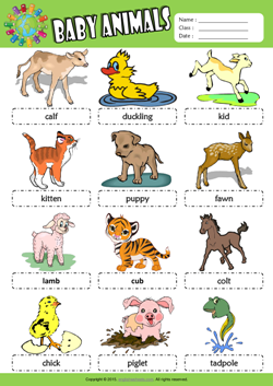 Baby Animals Picture Dictionary ESL Vocabulary Worksheet