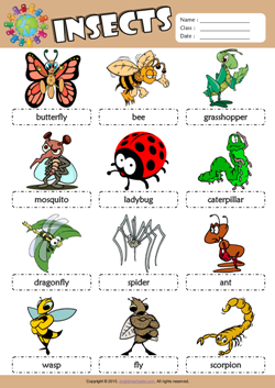 Insects Picture Dictionary ESL Vocabulary Worksheet
