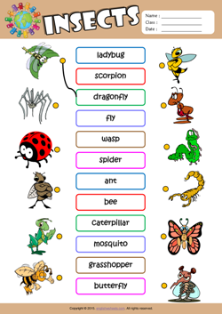 Insects ESL Matching Exercise Worksheet For Kids